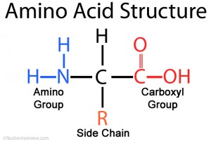 Amino-Acid-Structure